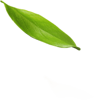 leaf 1 5